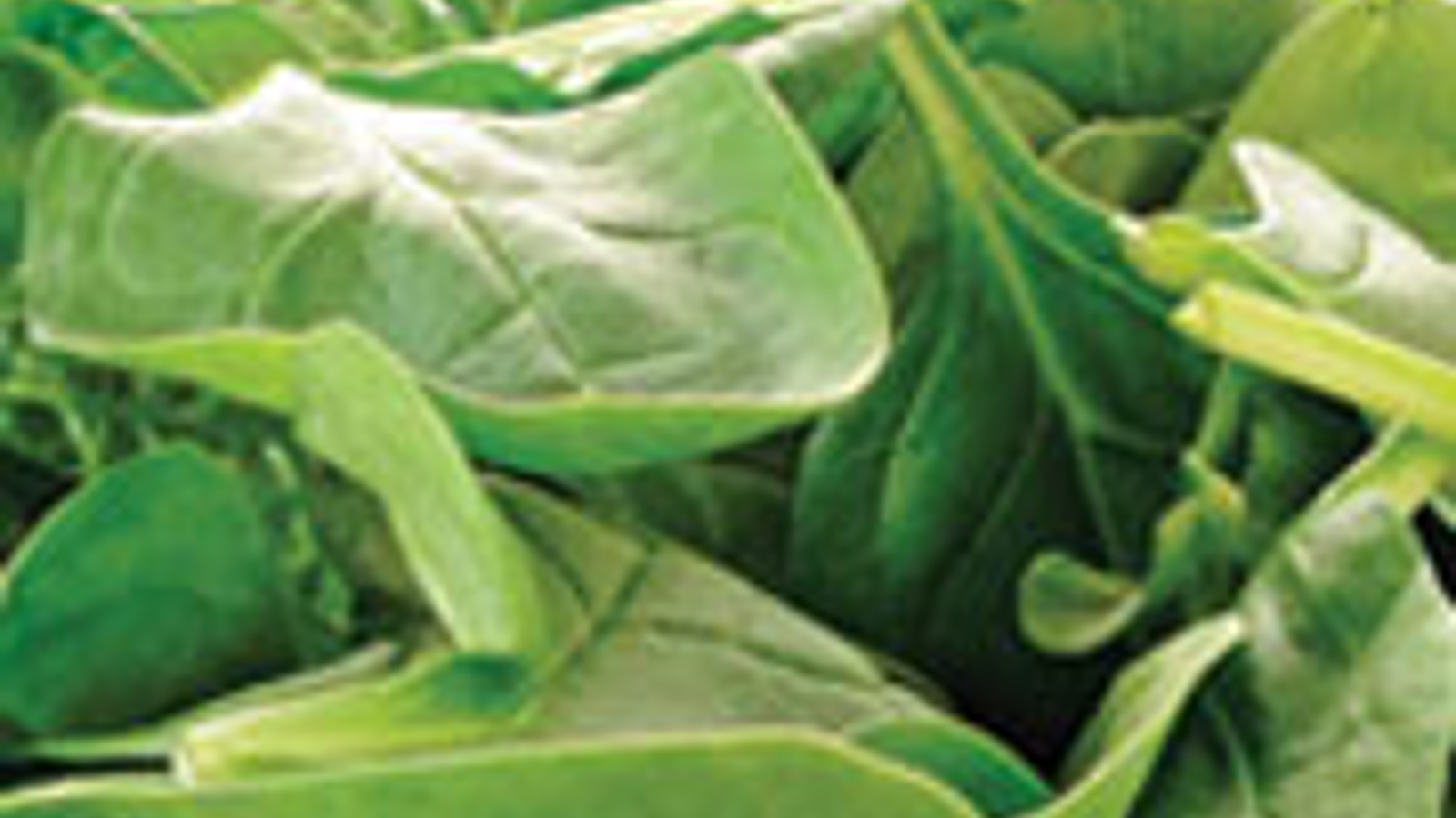 Classic spinach salad