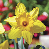 Gardening: Daffodils grow with the greatest of ease