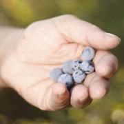 Blueberries and cream