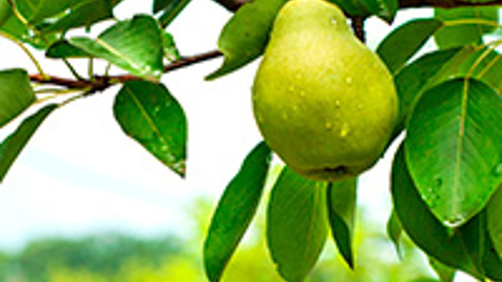 Raw pear cake