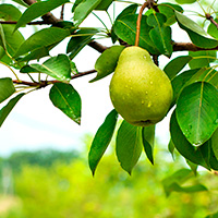 Raw pear cake