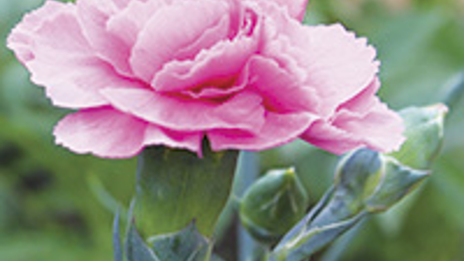 Gardening: Pretty in pinks