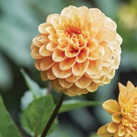 Gardening: Dazzling dahlias